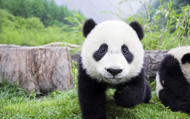 Funny panda desktop wallpaper |Funny Animal
