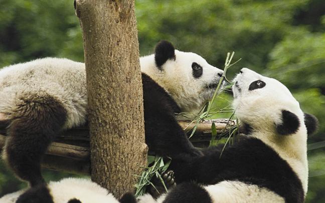 Panda Wallpaper (74+ images)