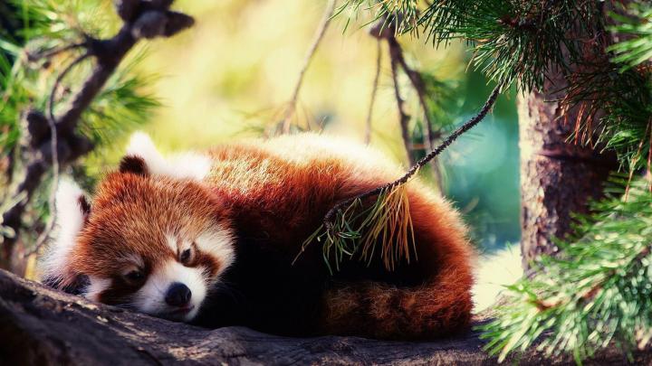 Red Panda Wallpapers