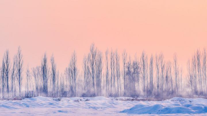 Pastel Wallpaper \u2022 Snowfield with dried trees \u2022 Wallpaper For You The 