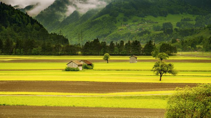 landscape, Nature, Trees, Tropical Forest, Mist, Green, Photography 