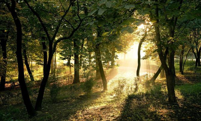photography, Nature, Plants, Trees, Landscape, Sun Rays, Forest, Summer 