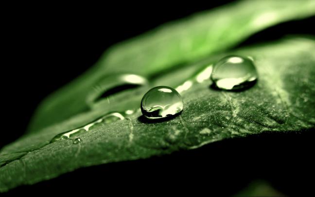 photography, Nature, Macro, Leaves, Water Drops, Black Background 