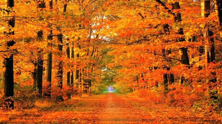 Fall Wallpapers HD