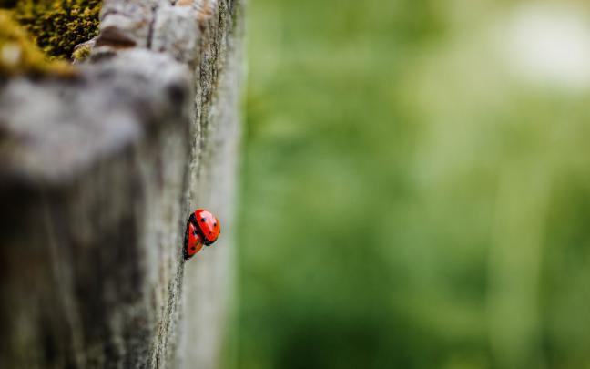photography macro - HD Desktop Wallpapers