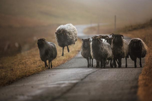 photography, Nature, Animals, Sheep Wallpapers HD \/ Desktop and Mobile 