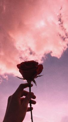 Aesthetic Pink Roses Wallpapers