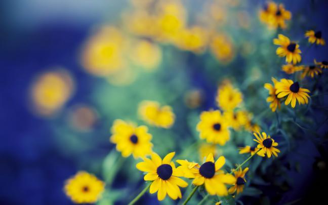 best flowers A3 - HD Desktop Wallpapers