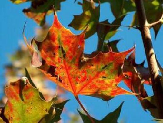 Free download Hd Thanksgiving Wallpaper Widescreen photos Thanksgiving 