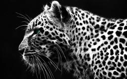 Leopard Print Desktop Wallpaper