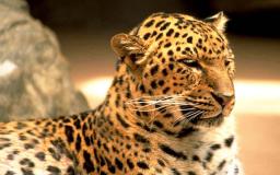 Leopard Print Desktop Wallpaper