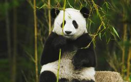 Panda Desktop Wallpaper