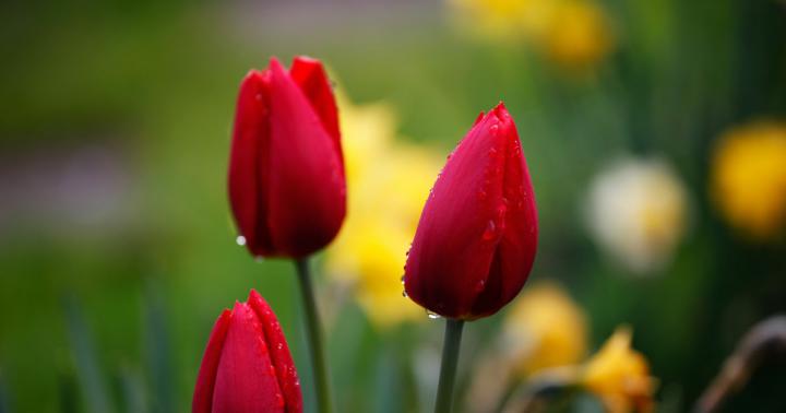 Flower 3D Hd Wallpapers Nature - 3d wallpapers hd nature find best 