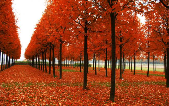 53+ Screensavers and Wallpaper Autumn Scene