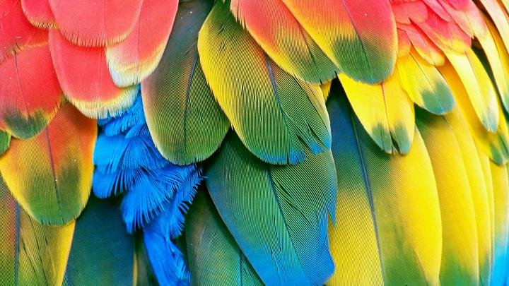 Awesome Parrot wallpaper | 1920x1080 | #11472