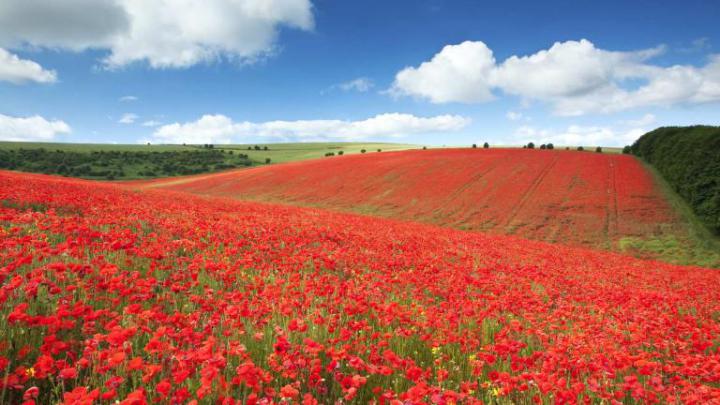 2015-11-10_RemembranceDayPoppies_EN-GB12566872112_1920x1080 \u00ab Awesome 