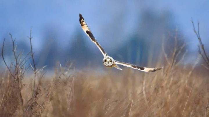 2014-01-11_EN-AU10330937559_Short-eared-owl-Samish-Island-Washington 