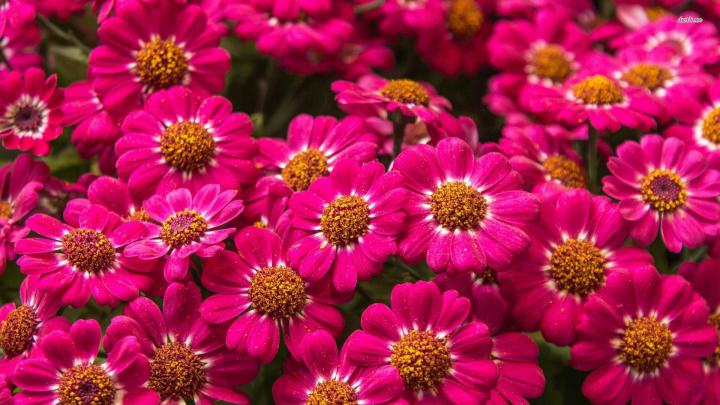 HD Flower Wallpaper (75+ pictures)