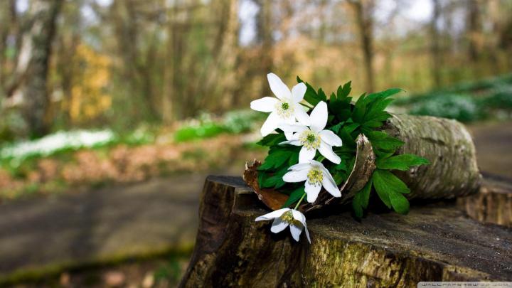 Spring Wallpapers 1920x1080