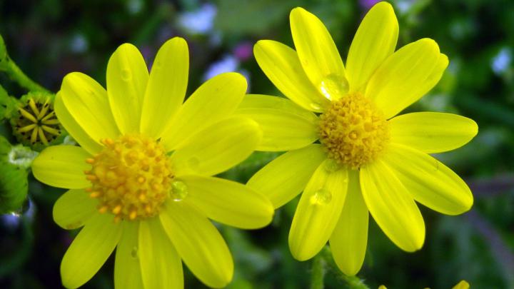 Full HD Flowers Wallpapers (68+ pictures)