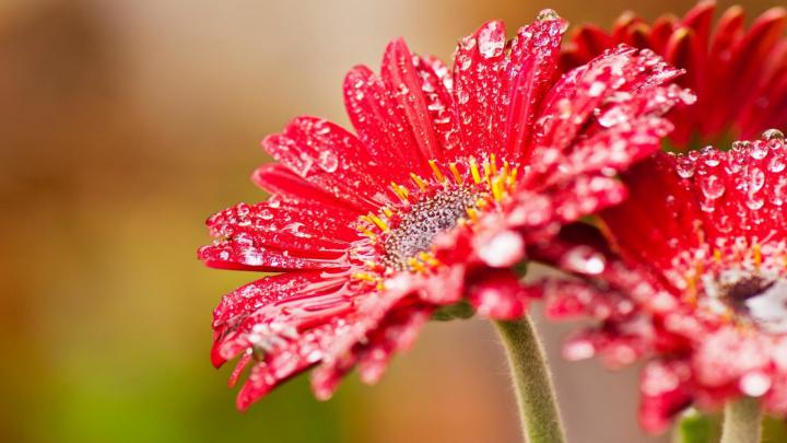 1920 X 1080 Flower Wallpapers - Top Free 1920 X 1080 Flower Backgrounds 