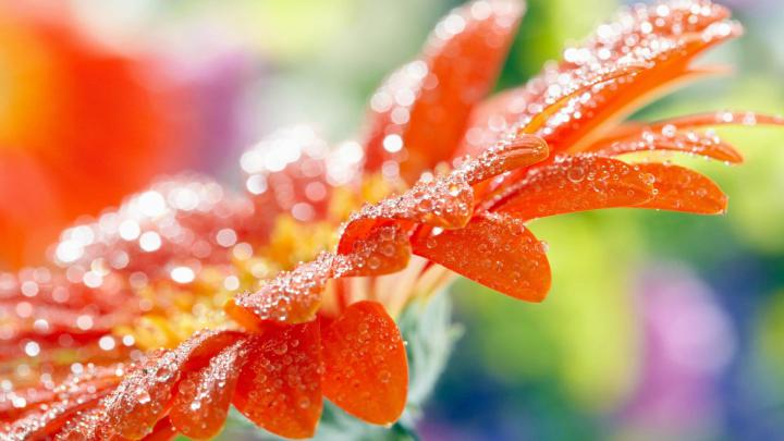Flower Wallpaper (64+ images)