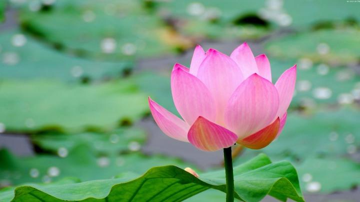 Full HD Flowers Wallpapers \u00b7\u2460 