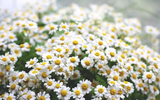 Daisy Flower Wallpaper (57+ images)