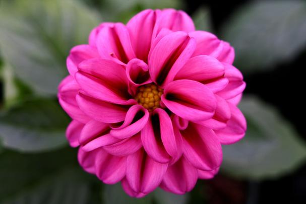 Flower Computer Wallpaper Backgrounds (72+ images)