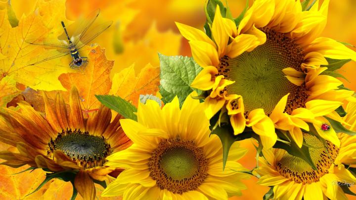Fall Flowers Wallpaper (48+ pictures)