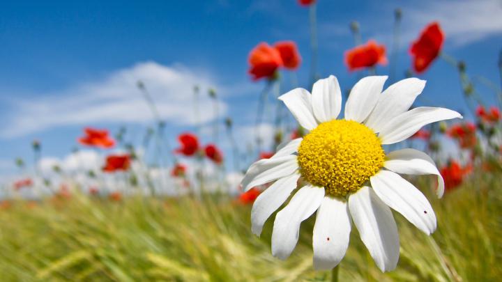 Flower Wallpapers