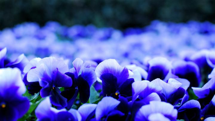 Jasmine Flower Wallpaper (55+ pictures)
