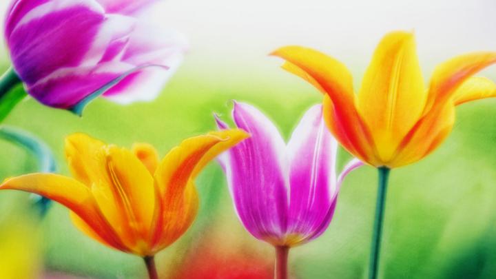 Flower Wallpapers