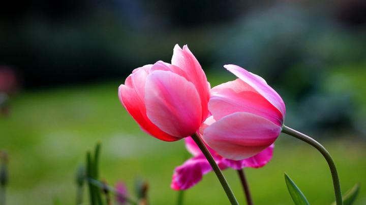 Flower Desktop Wallpaper Hd 1920X1080 \/ Flower wallpaper | 1920x1080 