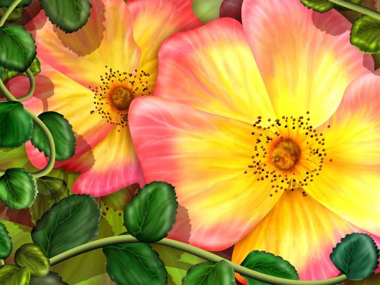 Exotic Flowers wallpaper | 1920x1440 | #51569