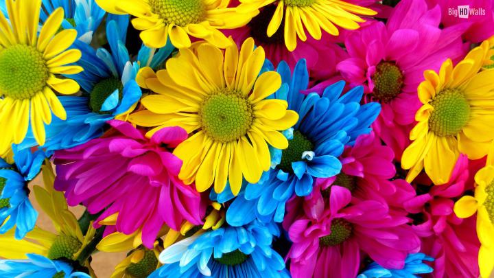 Colorful Flower Wallpapers (77+ images)
