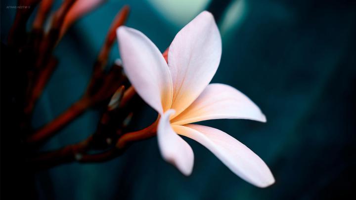 1920X1080 HD Flower Wallpapers - Top Free 1920X1080 HD Flower 
