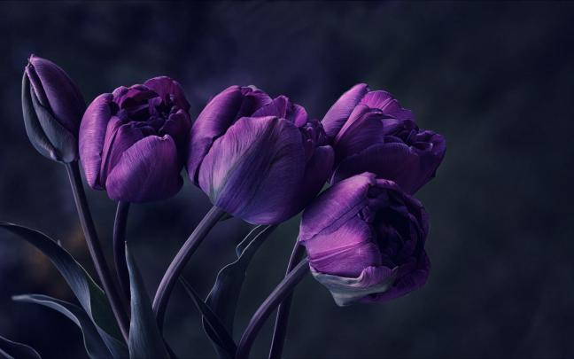 Dark Flower Wallpapers (72+ background pictures)