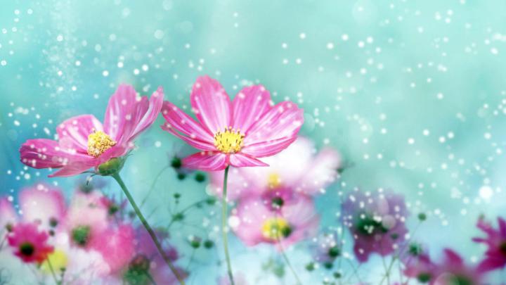 Flower Wallpapers