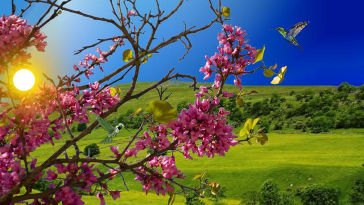 Flowers Laptop Wallpapers - Top Free Flowers Laptop Backgrounds 