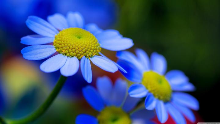 4K Flower Wallpapers (52+ images)