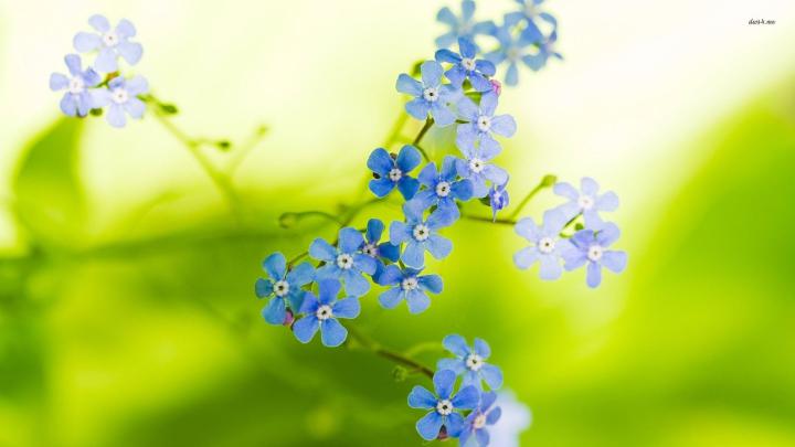7309-forget-me-not-1920x1080-flower-wallpaper | Beautiful flowers 