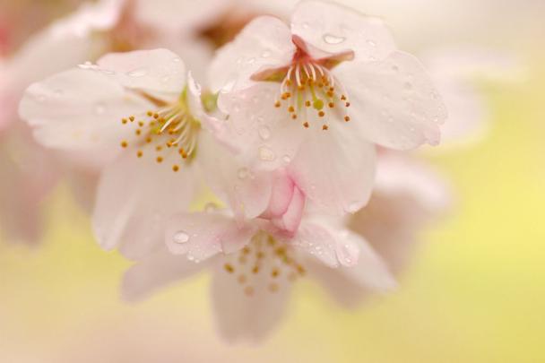 tears | Wallpaper 1920x1080, Flower wallpaper, Flowers