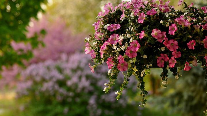 HD wallpaper: beautiful nature for desktop background 1920x1080, flower 