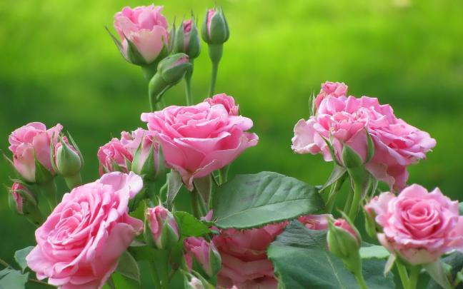 Full HD Flowers Wallpapers \u00b7\u2460 