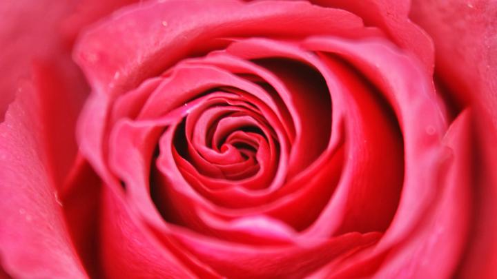 Full Hd 3d Wallpapers 1920x1080 Flower - Wallpaper