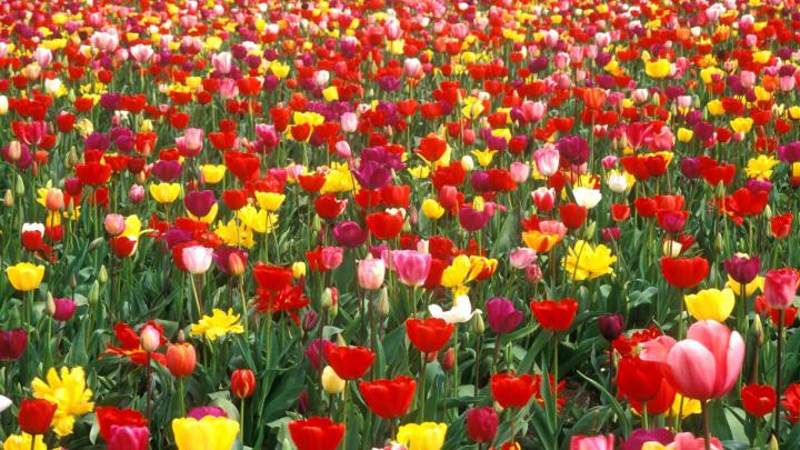 Flower Garden Background \u00b7\u2460 