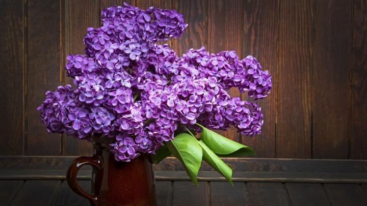 Wallpaper : flowers, nature, purple, blossom, spring, lilac, flora 
