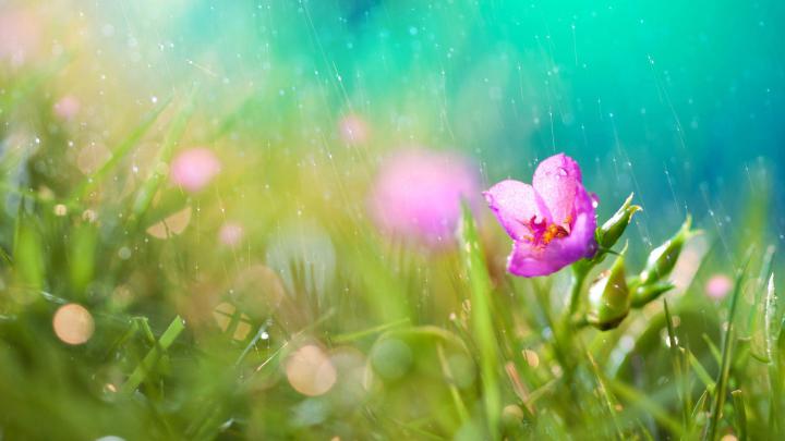 Flower Wallpapers
