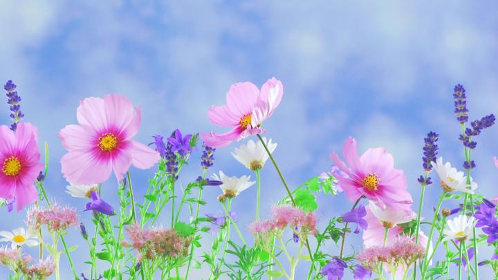 Flower Desktop Wallpapers on WallpaperDog